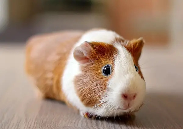 guinea pig