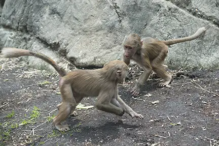 baby baboons