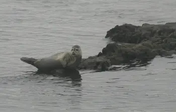 harbor seal, hempstead bay, long island