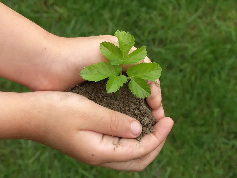 holding a plant