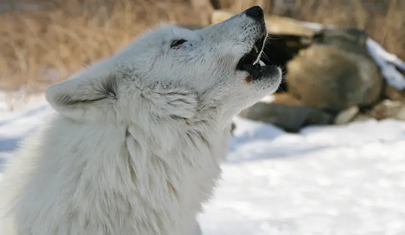 howling wolf