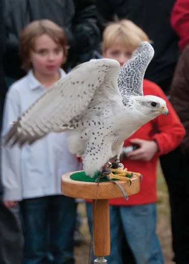 Hudson River Eagle Fest