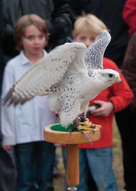 hudson-river-eagle-fest