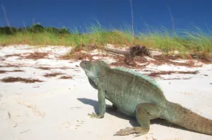 iguana on beach; turks and caicos caribbean islands