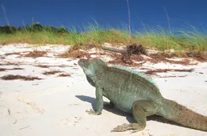 iguana on beach; turks and caicos caribbean islands