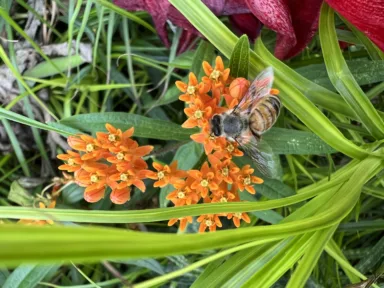 importance-of-honey-bees