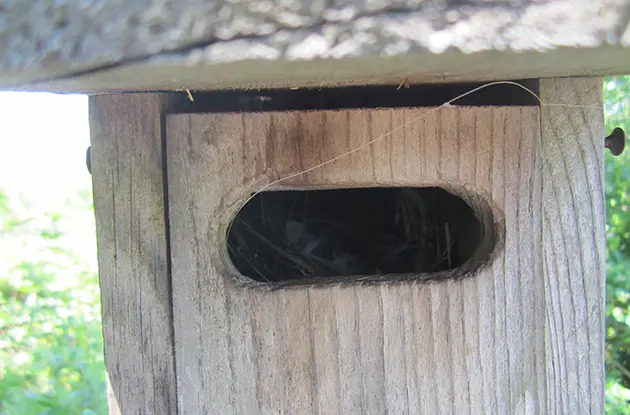 Jamaica Bay Wildlife Refuge bird house