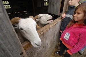 children petting sheep at Philipsburg Manor