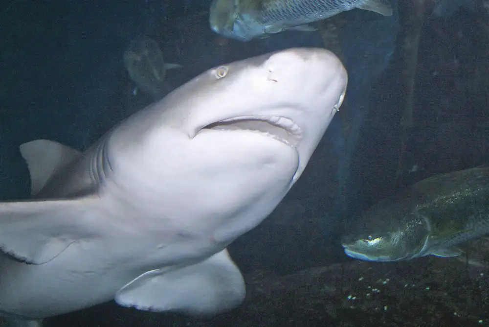 lemon shark