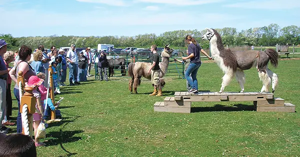 llama obstacle course