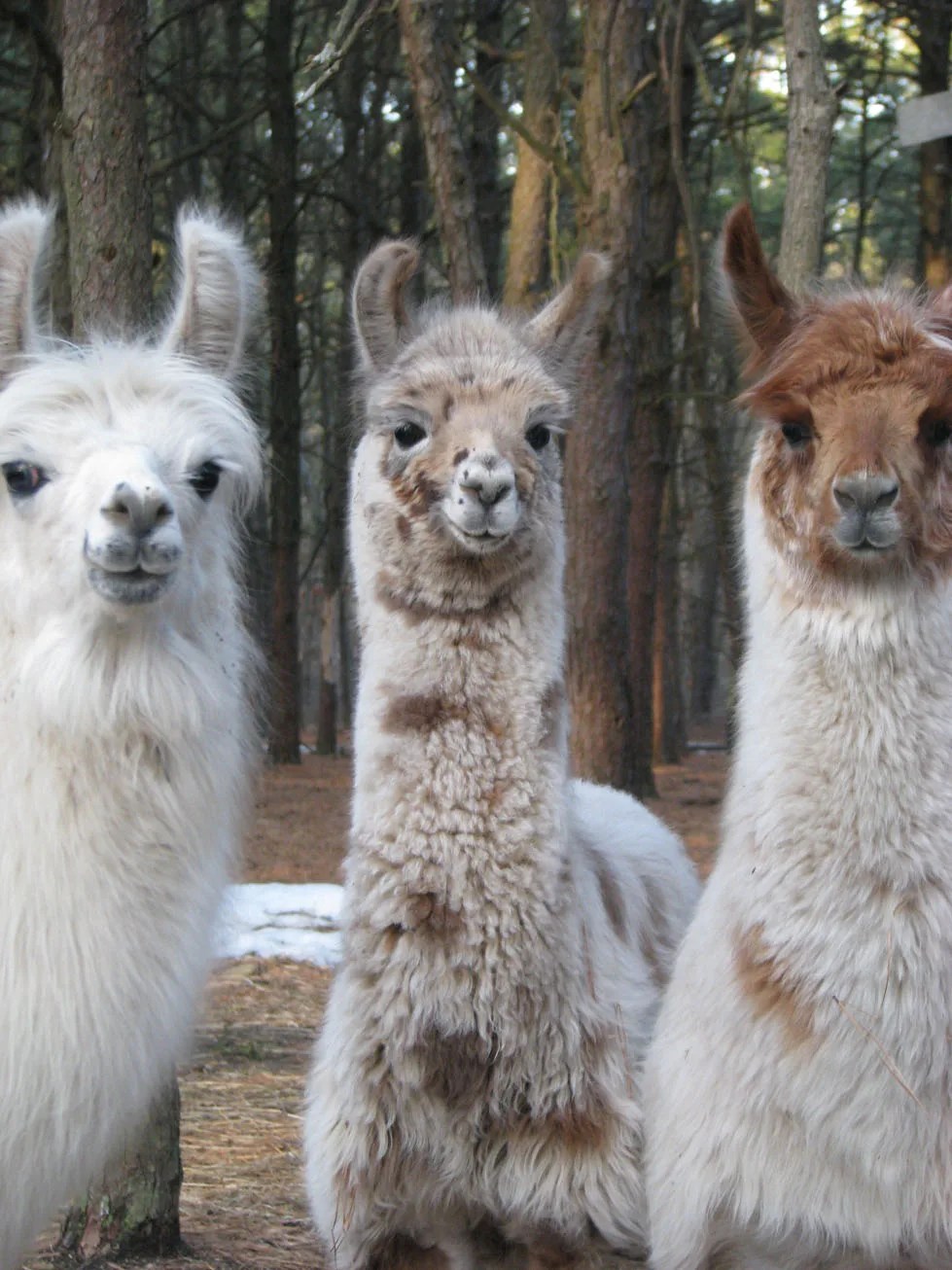 llamas