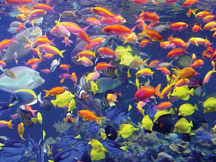 fish at long island aquarium