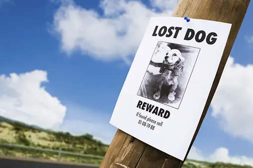 lost dog poster on phone pole