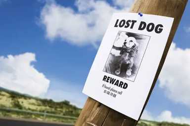 lost-dog-poster