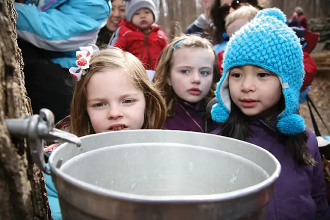 kids maple sugaring