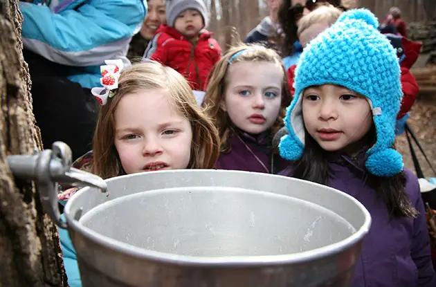 maple sugaring with kids