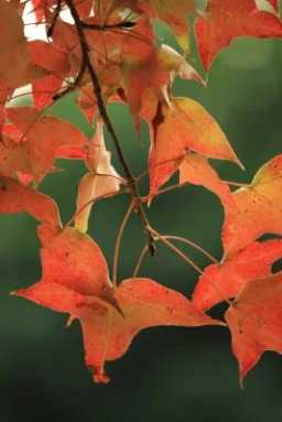 maple-tree