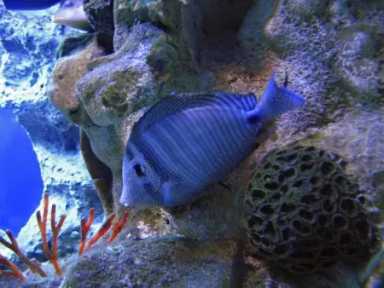 marine-life