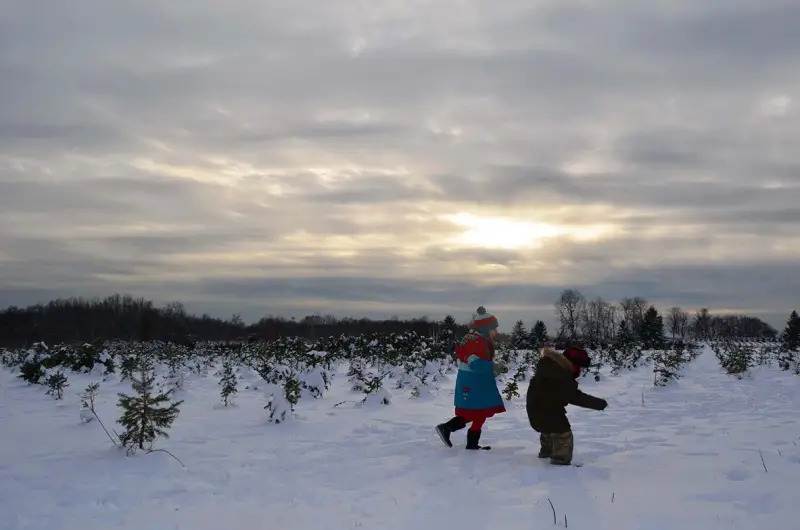 marino children christmas tree farm