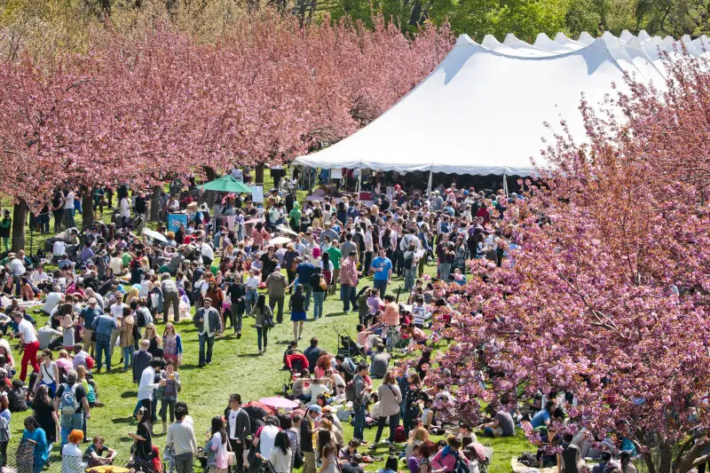 cherry blossom trees