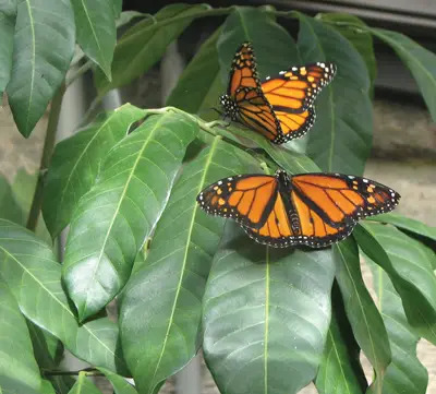 Walk Among Live Butterflies at Greenburgh Nature Center