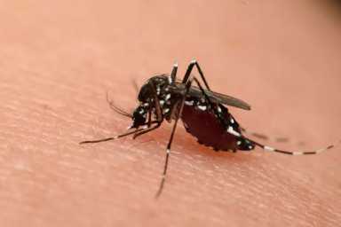 mosquito