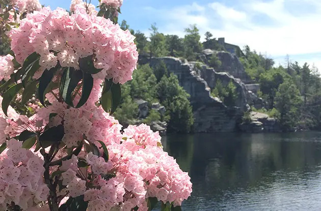 mountain laurels at minnewaska state park preserve