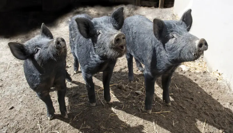 Mulefoot Hogs at Queens Zoo