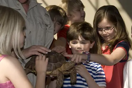 children touching turtle