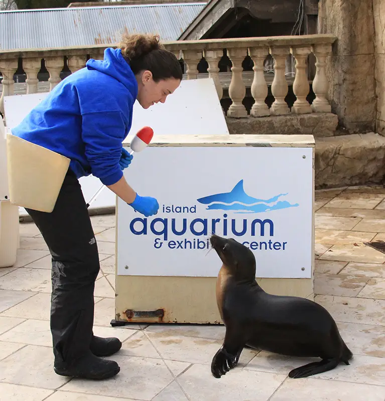 long island aquarium trainer and sea lion pup