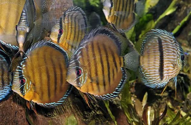 discus fish at ny aquarium