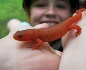 orange salamander; orange newt