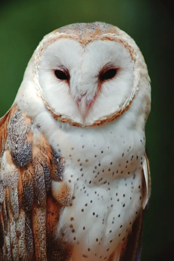 owl