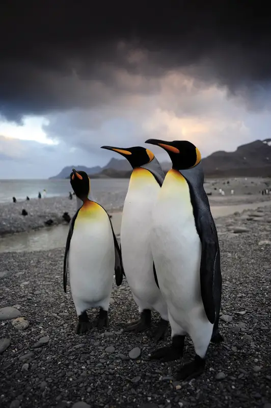 penguins movie