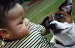 pet safety with kids