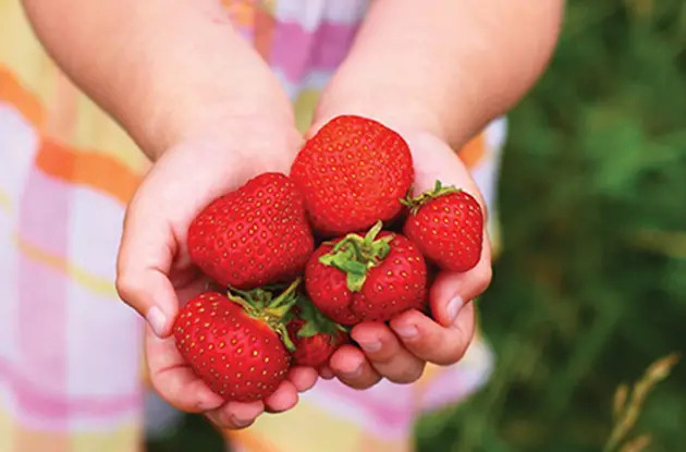 pick your own strawberries