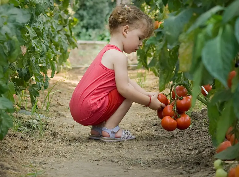 girl picking tomatoes in garden