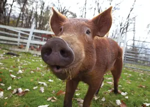 Green Chimneys pig; adopt a pig; pot bellied pig on farm