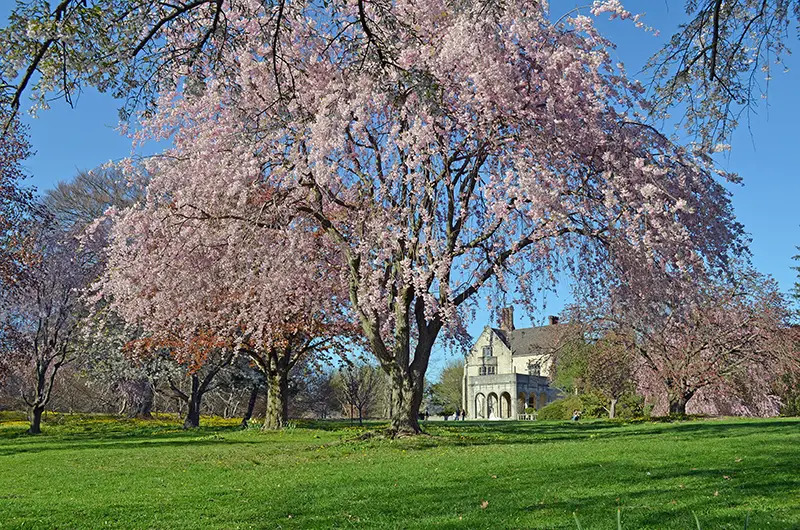 planting fields coe hall mansion