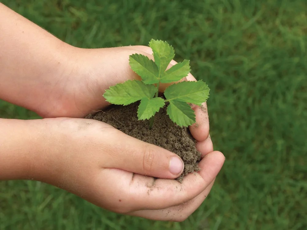 tree planting