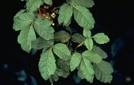 poison oak plant