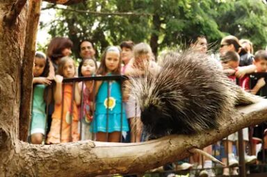 porcupine-queens-zoo