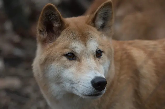 australian dingo at prospect park zoo