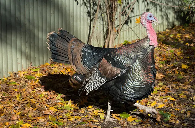 wild turkey at prospect park zoo