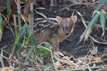 pudu fawn