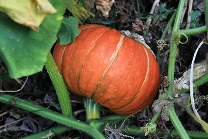 pumpkin