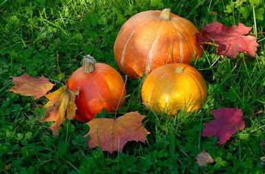 pumpkin-patch1