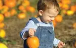 pumpkin picking in nyc