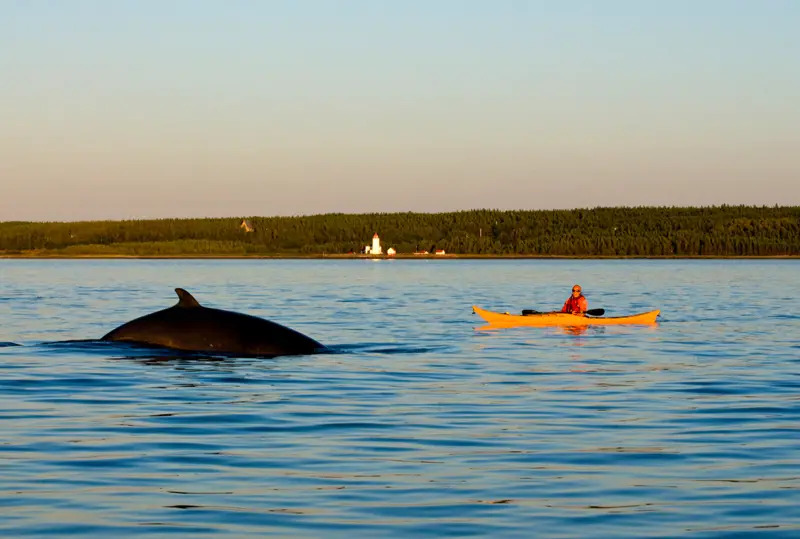 quebec whale region