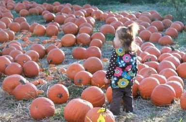 queens-county-farm-pumpkin-patch